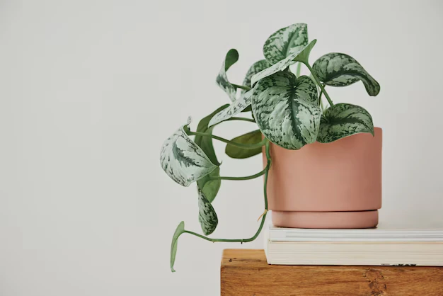 Trailing pothos plant with vibrant green leaves, an excellent choice for an office garden due to its adaptability and low care needs.