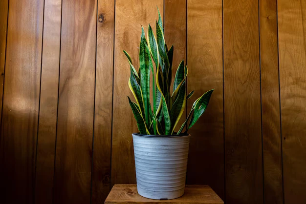 Snake plant with upright green leaves ideal for an office garden, known for low maintenance and air-purifying benefits.