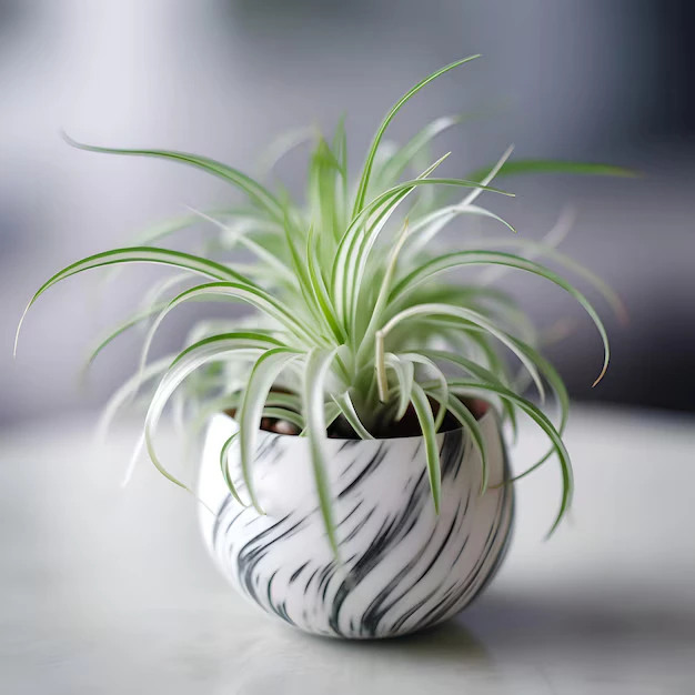 Spider plant with cascading green and white-striped leaves, a classic choice for hanging office garden planters.