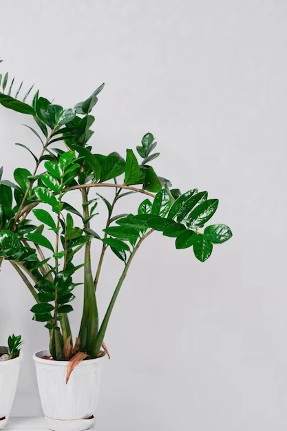 ZZ plant featuring shiny, upright leaves, a low-maintenance plant perfect for any office garden setup.