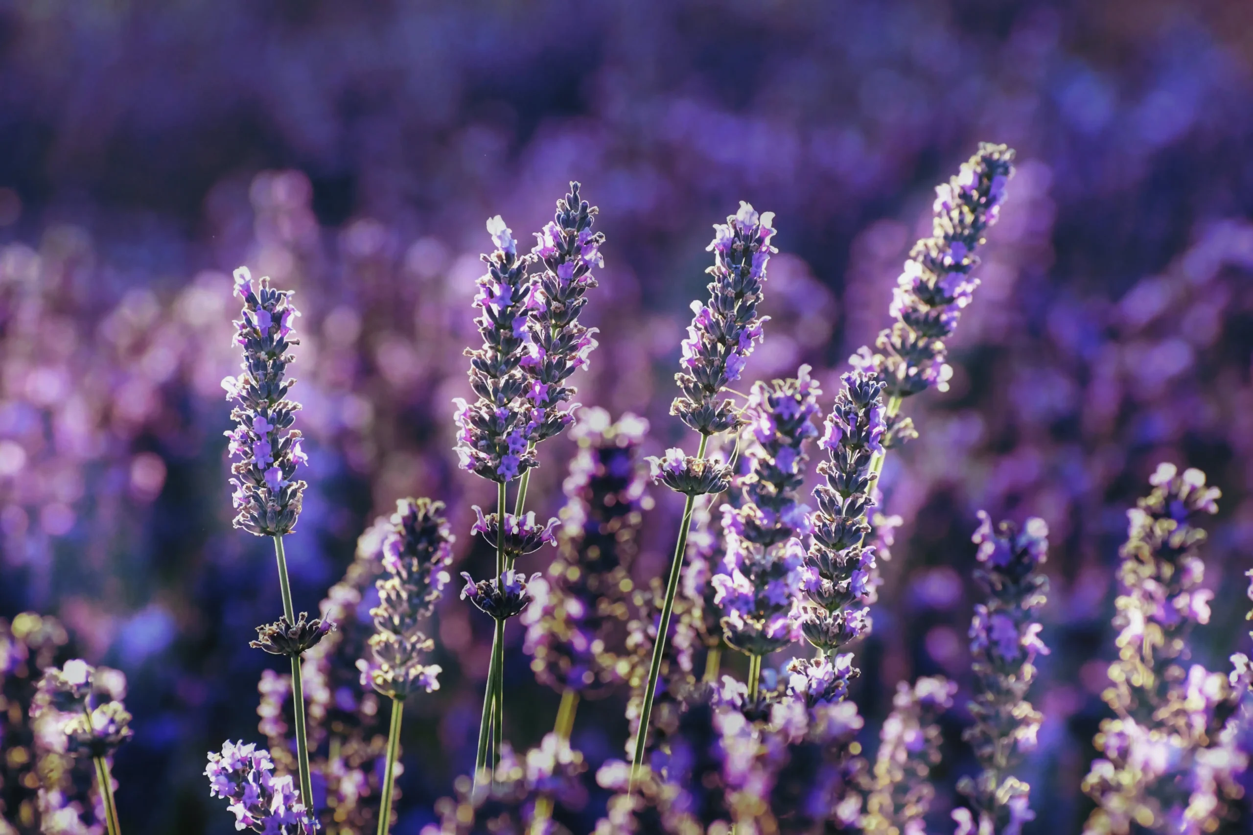 Plants for Skin Care