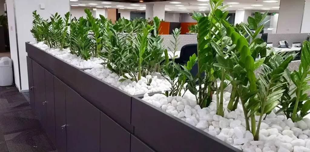 plants on rent in pune