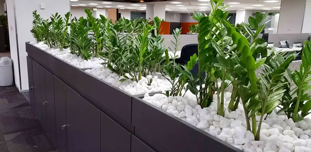 plants on rent in pune