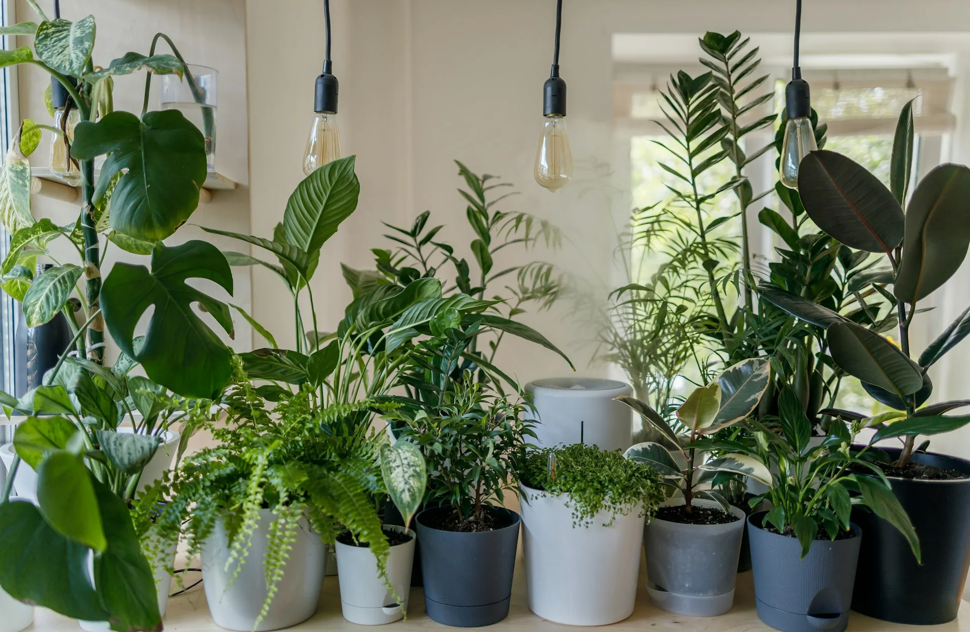 Plant on Rent in Pune Green Your Space Effortlessly with Interio Forest