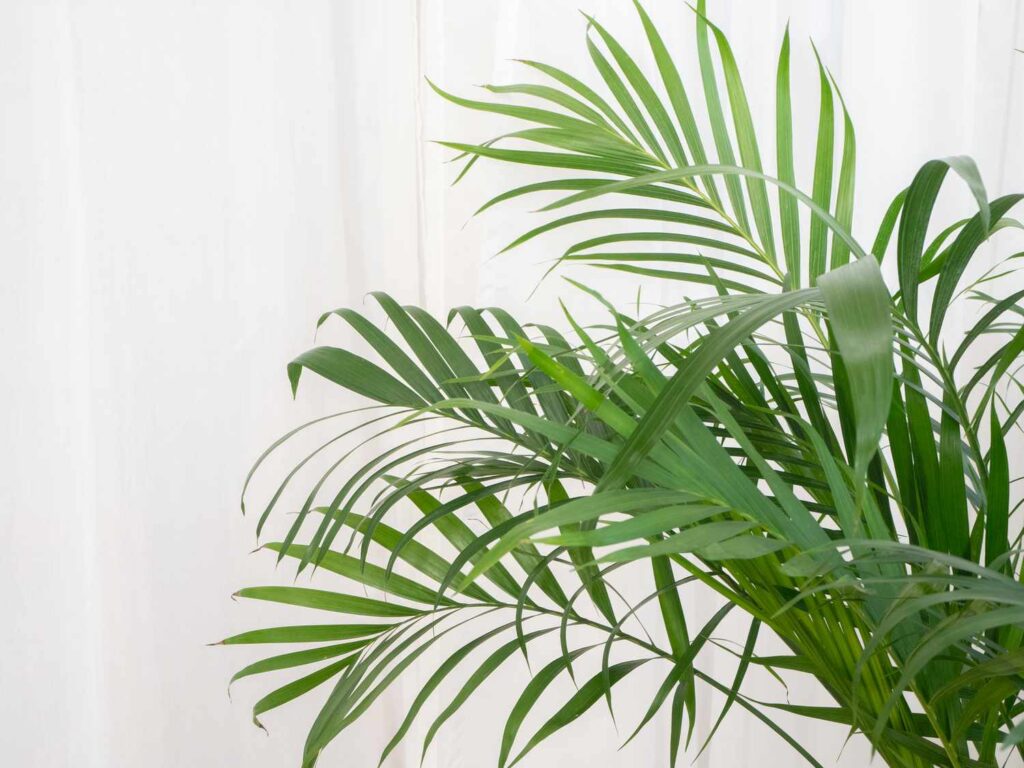 table palm plant on reant
