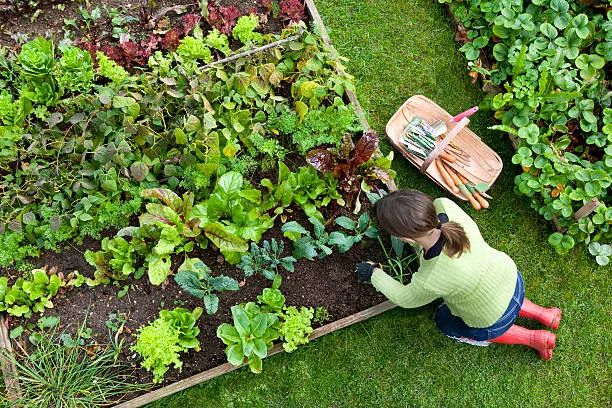 Davaradangi Plant Benefits for Home Gardens