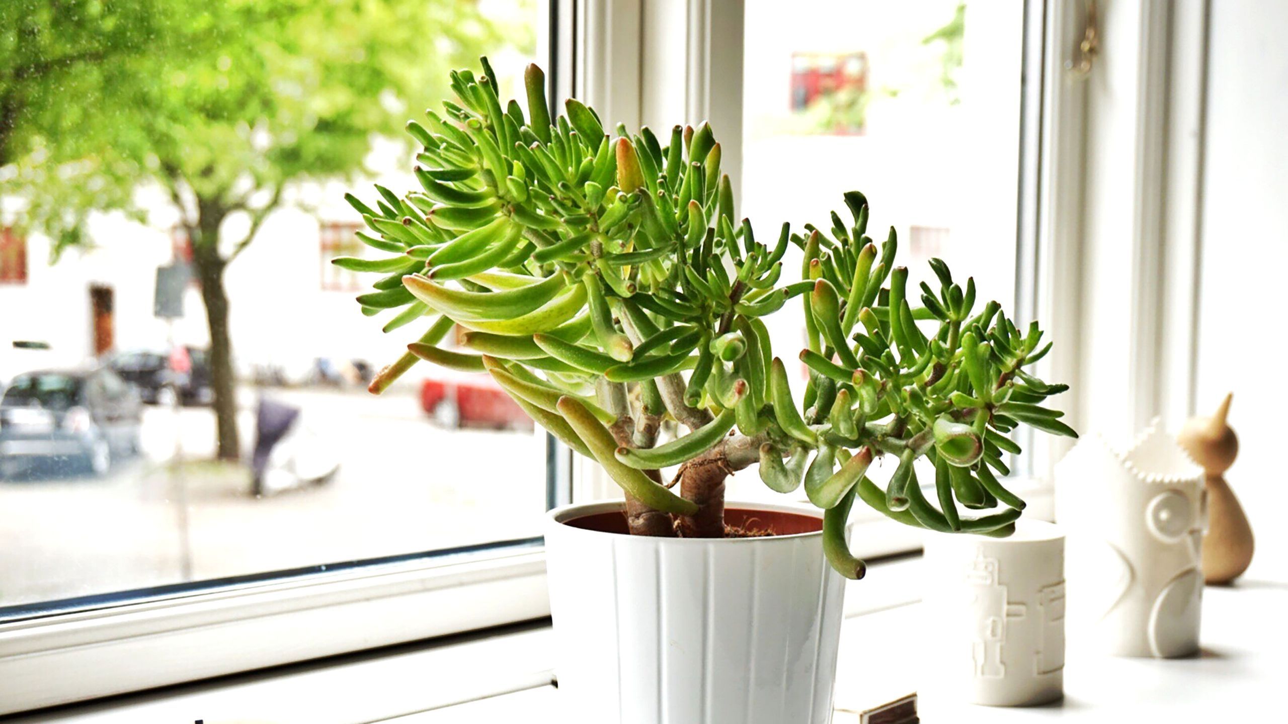 In the bustling corporate world of 2025, productivity, positivity, and prosperity are the ultimate goals for every professional. Surprisingly, a simple yet powerful way to boost these is by placing a lucky plant on your office desk. With the growing interest in biophilic design and plantscaping in workspaces, many are turning to green companions not only for aesthetics but also for luck and fortune. If you’re in search of the best lucky plants for your office desk, you’re in the right place. This blog will explore the top desk plants believed to bring luck, how they align with Vastu and Feng Shui, and how you can transform your workspace into a magnet for success — especially if you're looking for Office Plantscaping Services in Pune. Why Office Desk Plants Matter More Than Ever in 2025 In today’s fast-paced work culture, stress levels are high, and digital fatigue is real. Employees and business owners are actively searching for ways to bring wellness and productivity back to their desks. Enter the indoor plant revolution — backed by science, design, and now, even astrology and spiritual traditions. Lucky office desk plants are more than just decor. They are known to: Improve indoor air quality Reduce stress and anxiety Enhance focus and concentration Balance energies according to Feng Shui Attract wealth and good fortune Top 10 Lucky Plants for Office Desk in 2025 Let’s explore the most popular and effective lucky plants for your desk this year. 1. Lucky Bamboo (Dracaena Sanderiana) The classic symbol of good fortune and prosperity, Lucky Bamboo continues to top the list in 2025. Why it’s lucky: According to Feng Shui, each stalk number has a meaning — 3 for happiness, 5 for health, and 8 for wealth. Ideal Desk Spot: East corner of your desk Care Tips: Indirect sunlight, water once a week, avoid overcrowding the vase 2. Money Plant (Pothos / Epipremnum Aureum) No plant screams luck and wealth louder than the Money Plant. Its lush green heart-shaped leaves are believed to attract financial growth and opportunities. Why it’s lucky: Said to energize the space with financial abundance and reduce stress Ideal Desk Spot: Southeast corner of your office desk Care Tips: Medium sunlight, water once every 5–7 days 3. Jade Plant (Crassula Ovata) Often gifted to entrepreneurs and new business owners, the Jade Plant is a symbol of prosperity, wealth, and success. Why it’s lucky: It attracts good business fortune, especially when placed near entrance points Ideal Desk Spot: Southeast corner for wealth or East for family harmony Care Tips: Full sun preferred, water sparingly 4. Peace Lily (Spathiphyllum) This elegant plant symbolizes peace, purity, and prosperity — and it's a natural air purifier too. Why it’s lucky: Absorbs harmful VOCs and balances workplace energies Ideal Desk Spot: Near the workspace entrance or beside computer screens Care Tips: Indirect sunlight, keep soil moist 5. Snake Plant (Sansevieria) Nicknamed Mother-in-Law’s Tongue, the Snake Plant is renowned for absorbing negative energies and offering protection. Why it’s lucky: Protects from toxic vibes and digital radiation Ideal Desk Spot: Back corners or beside monitors Care Tips: Low light tolerance, water every 2–3 weeks 6. Basil Plant (Tulsi) More than a herb, Tulsi is considered sacred and powerful in Indian culture. It's also a powerful anti-bacterial and air purifier. Why it’s lucky: Considered a symbol of spiritual purity, wealth, and wellness Ideal Desk Spot: East-facing window or desk corner Care Tips: Needs 4–6 hours of sunlight, regular watering 7. Areca Palm This bushy green plant is great for visual appeal and also for bringing luck and balance. Why it’s lucky: Invites peaceful energy and harmonious teamwork Ideal Desk Spot: Near entrance or shared spaces Care Tips: Bright indirect light, moist soil 8. ZZ Plant (Zamioculcas zamiifolia) Known as the Fortune Tree, the ZZ Plant is resilient and perfect for busy professionals. Why it’s lucky: Believed to attract luck, wealth, and career growth Ideal Desk Spot: North side of the desk for career boost Care Tips: Low light, infrequent watering 9. Aloe Vera Besides being a skincare hero, Aloe Vera is believed to absorb negative vibes and financial bad luck. Why it’s lucky: Helps maintain energy balance and wellness Ideal Desk Spot: South or East-facing window Care Tips: Bright light, water when soil is dry 10. Rubber Plant (Ficus Elastica) A symbol of abundance and wealth, the Rubber Plant is becoming popular in modern office settings. Why it’s lucky: Attracts prosperity and good fortune when placed properly Ideal Desk Spot: Southeast corner Care Tips: Indirect light, wipe leaves weekly How to Choose the Right Lucky Plant for Your Office Desk When choosing a lucky plant for your office desk in 2025, keep these key factors in mind: Space Availability: Go for compact plants if your desk is small Lighting Conditions: Know if your desk gets full, partial, or no sunlight Maintenance Level: Choose low-maintenance plants if you travel often Symbolic Meaning: Align the plant’s energy with your personal or business goals Lucky Plants and Office Vastu Tips Incorporating Vastu-compliant plants into your desk setup can create a synergistic energy flow. ✅ Place money plants in the southeast to attract financial luck ✅ Use bamboo plants in the east for health and prosperity ✅ Avoid thorny plants like cactus, which can bring stress and aggression ✅ Choose plants with round leaves — they represent positive energy ✅ Always keep the plants healthy and well-trimmed Plantscaping: Go Beyond Just One Plant 🌿 While a single lucky plant is great, plantscaping your office can multiply the benefits. Grouping plants creatively around your office: Enhances interior design Reduces acoustic noise Boosts team productivity Establishes brand aesthetics Impresses clients and guests If you're in Pune and looking to create an energetic, luck-attracting workspace... ✅ Call to Action: Try Office Plantscaping Services in Pune by InterioForest Looking to build a stress-free and success-focused workspace in 2025? Let the experts at InterioForest help you design a plantscaped office that not only looks amazing but also boosts your luck, productivity, and brand image. 👉 From lucky desk plants to entire office green makeovers, we offer customized Office Plantscaping Services in Pune. 💬 Contact Us Today to bring luck, life, and luxury to your workspace. 📞 +91 98765-43210🌐 www.interioforest.com Final Thoughts In 2025, where competition is fierce and well-being is crucial, choosing the right lucky plant for your office desk can make all the difference. Whether you believe in Feng Shui, Vastu, or just want a greener view while you work, these plants bring more than just aesthetic value — they bring purpose, balance, and luck. So what are you waiting for? Add a lucky plant to your desk or go a step further with Office Plantscaping Services in Pune and make your workspace a magnet for success. Because when nature meets intention, success is never far behind.