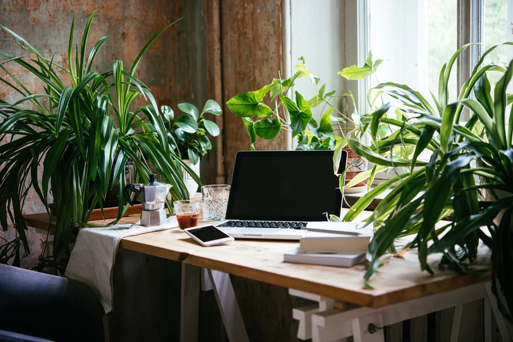 10 Lucky Plants for Office Desk for Success & Prosperity