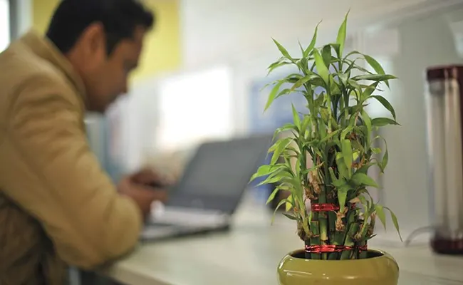 Lucky Plants for Office Desk Vastu Tips: What Works Best?