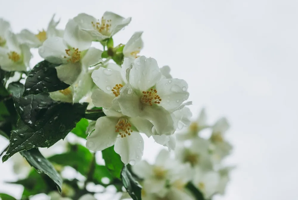Expert Guide to Growing White Flower Plants in India