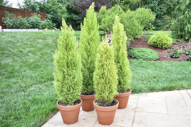 golden cypress plant care