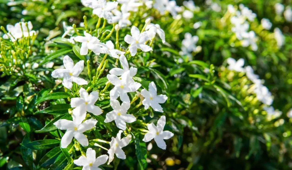 White Flower Plants in India