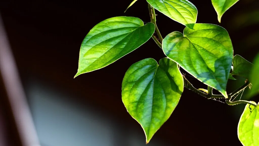 Rainy Season Betel Leaf Plant Care Hacks