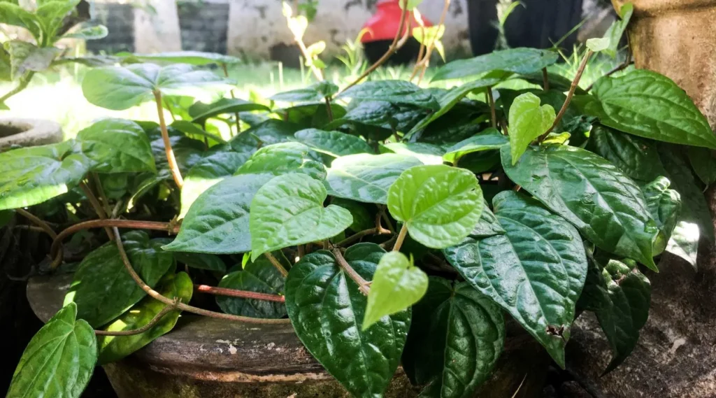 betel leaf plant care​