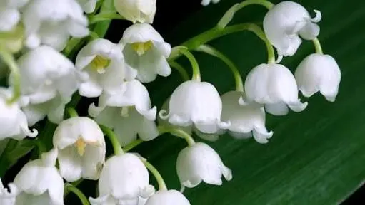 Common Myths About White Flower Plants in India