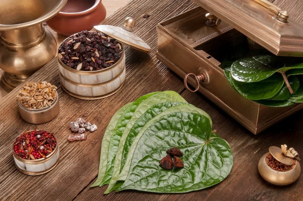 Betel Leaf Plant Care: Fresh Leaves for Ayurveda Remedies
