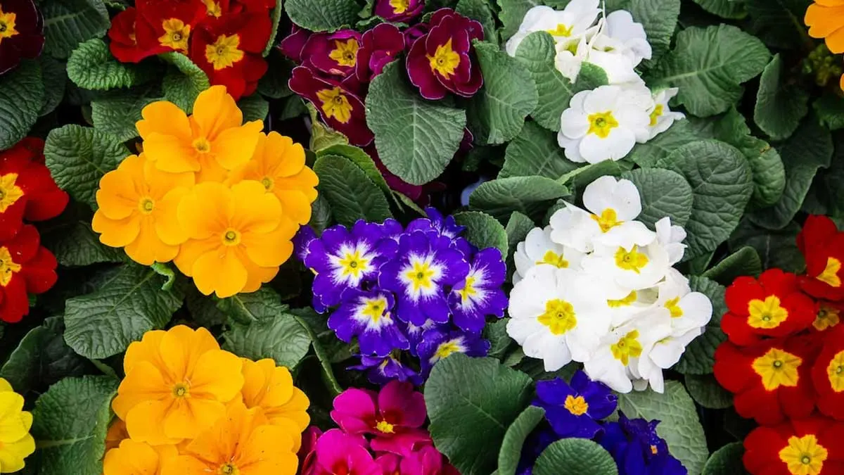 365 days flowering plants in India