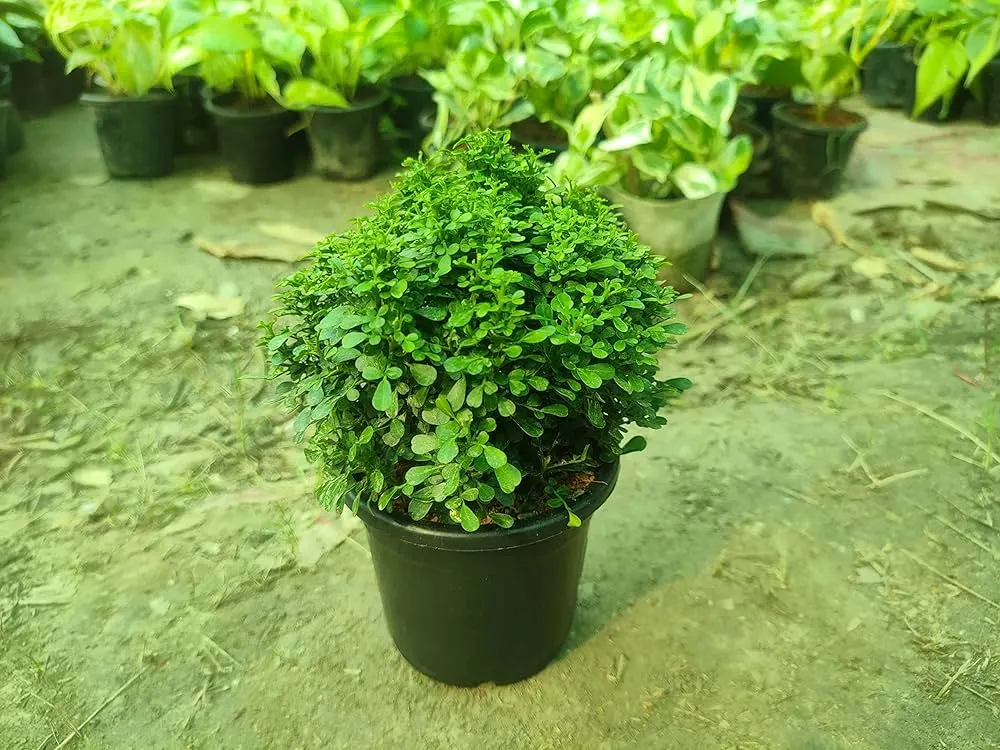 How to Create a Mini Indoor Garden with Table Kamini Plants