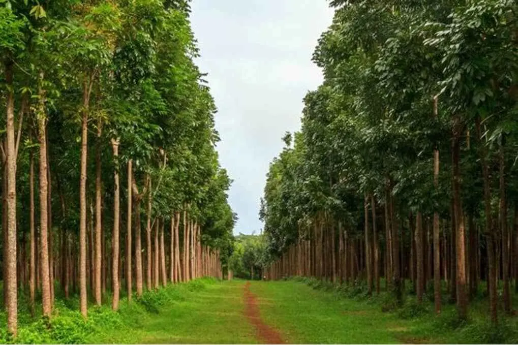 Mahogany Tree Planting Distance: The Complete Beginner’s Guide