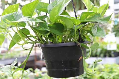Money Plant Care: The Ultimate Guide