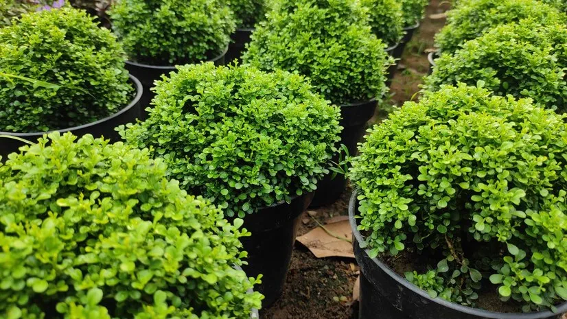 table kamini plant care
