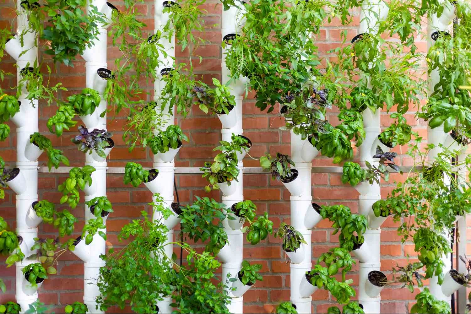 365 Days Flowering Plants in India for Vertical Garden Design