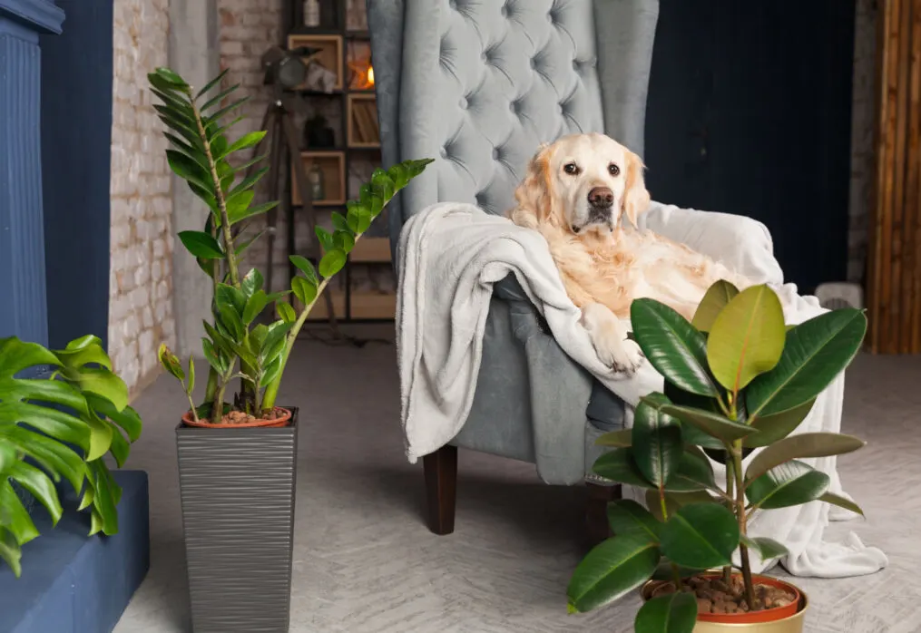 Pet-Safe Indoor Plants for Pune Households