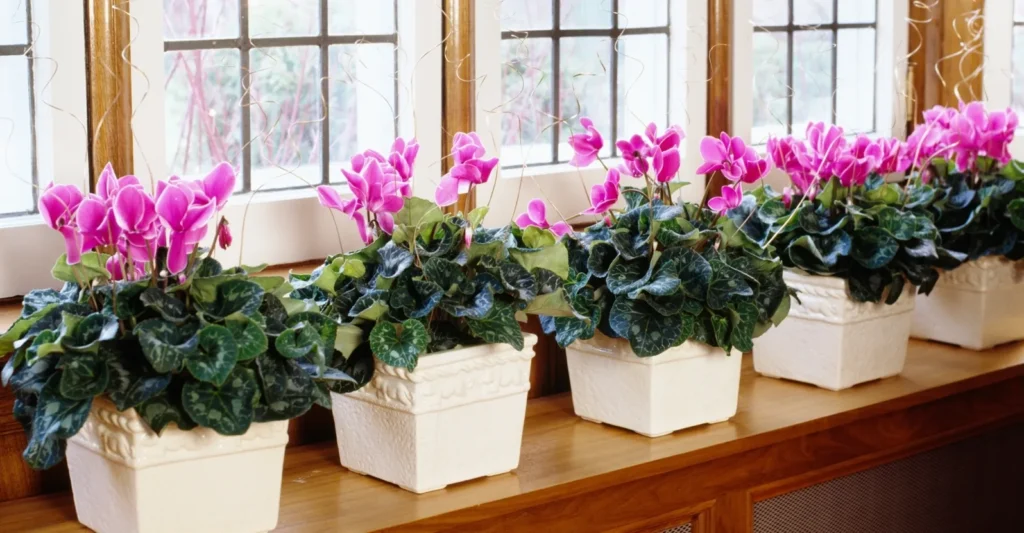 Top 10 December Flowers for Indoor Plants in Pune