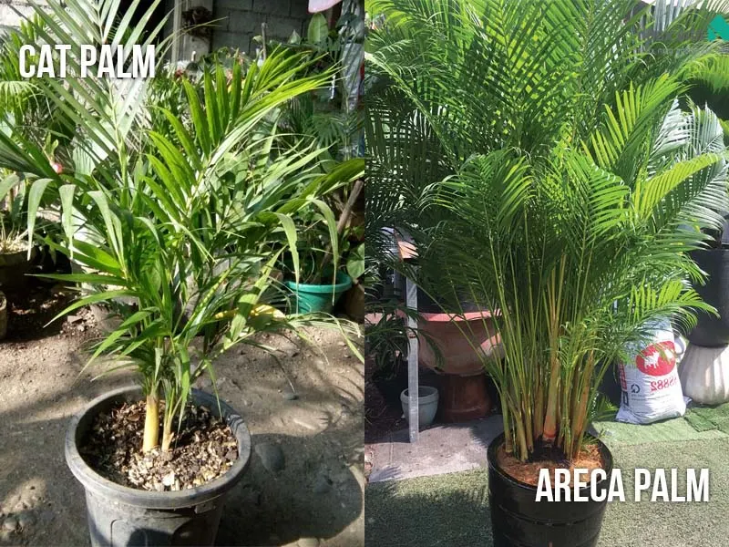 Bamboo Palm vs Areca Palm