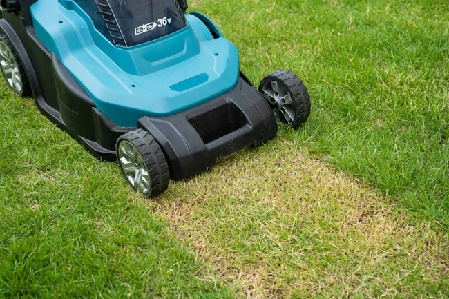 Post-Monsoon Lawn Recovery in Pune: A Complete Guide
