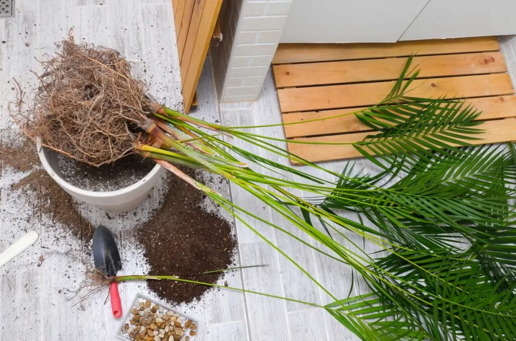 Areca Palm Plant Price