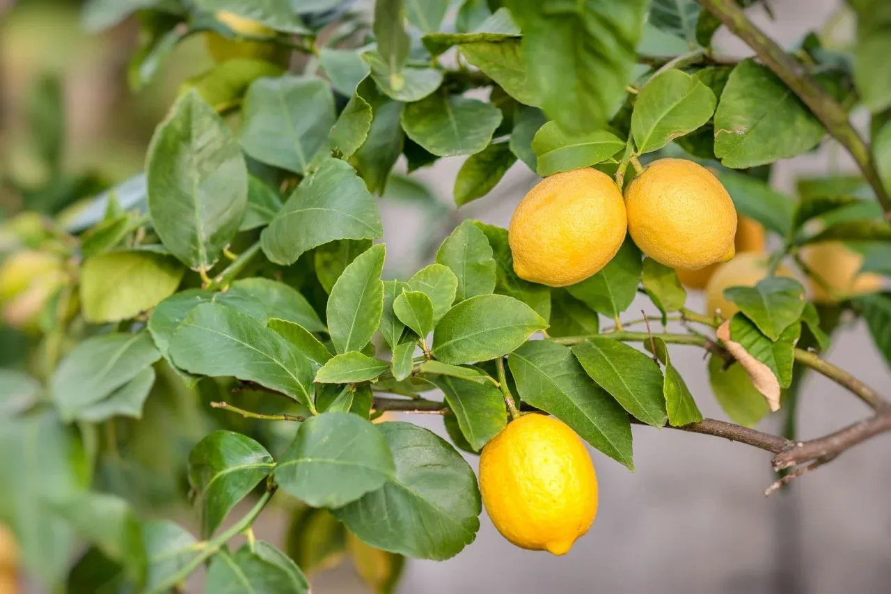 Best Fruit Plants for Home Garden India | Gardening Service in Pune