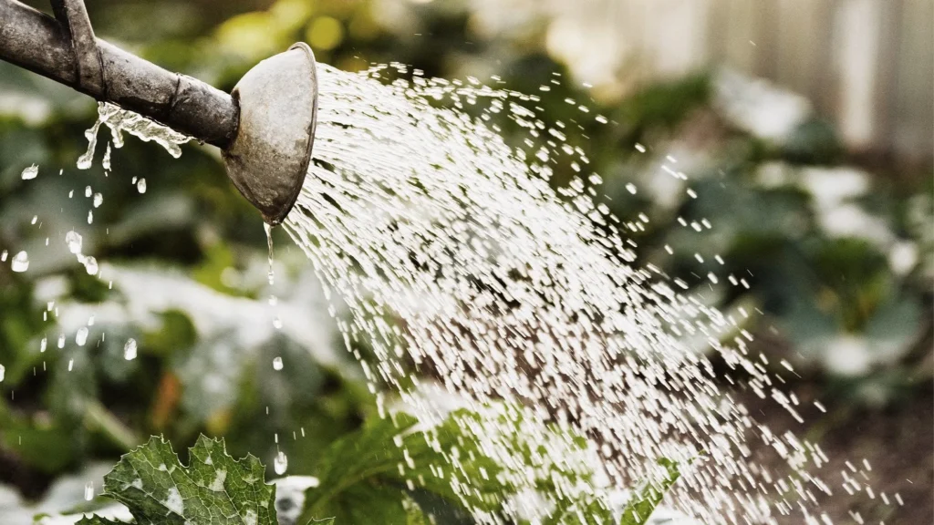 How to Water Outdoor Garden Plants the Right Way: Complete Guide
