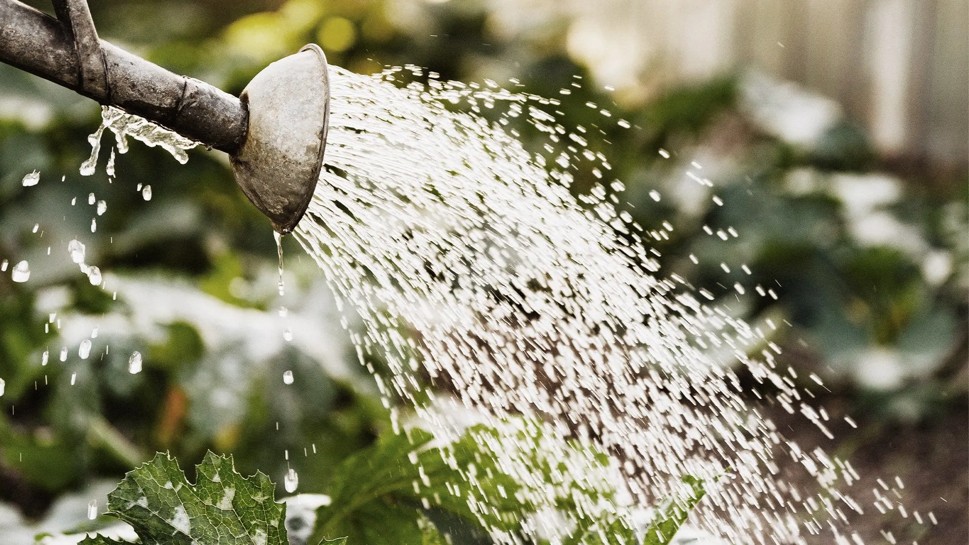 How to Water Outdoor Garden Plants the Right Way: Complete Guide
