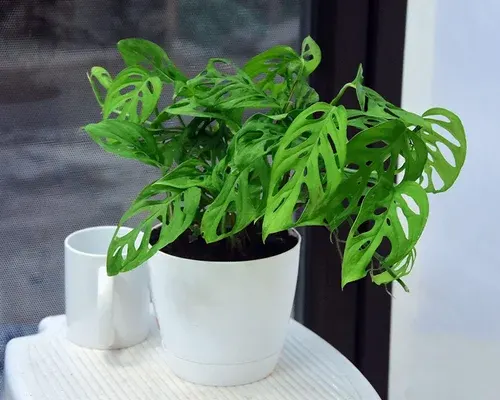 Broken Heart Plant: Revamp Your Office Desk Naturally