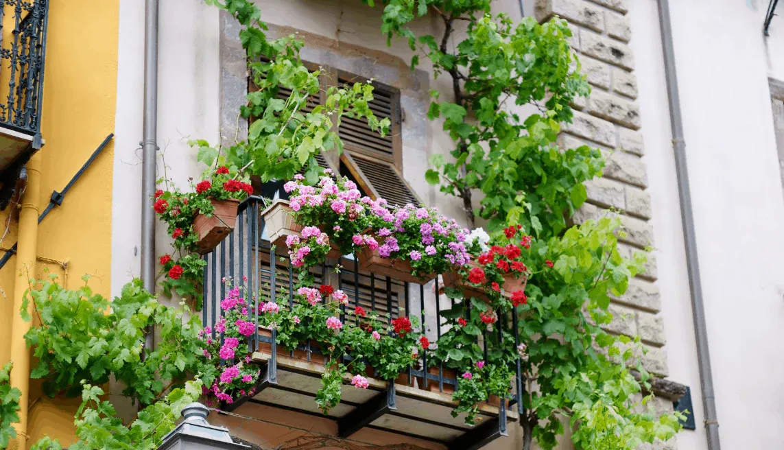 Climbing Plants for Balcony: Transform Your Space with Interioforest