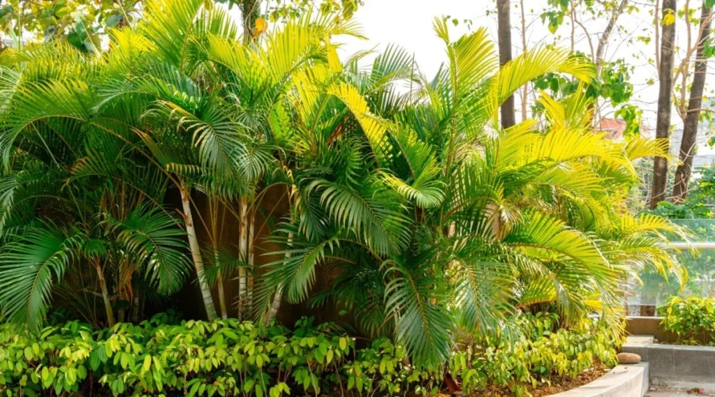 How to Grow Areca Palm palm plant: Expert Gardening Tips from Interio Forest in Pune