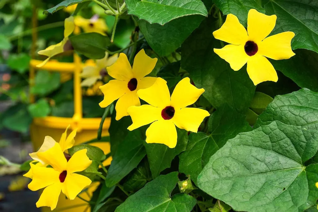 climbing plant with yellow flowers