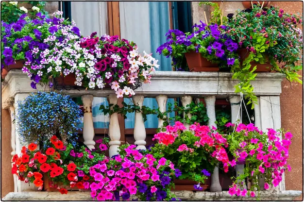 Balcony-Friendly Permanent Flowering Plants in India for Pune Residents