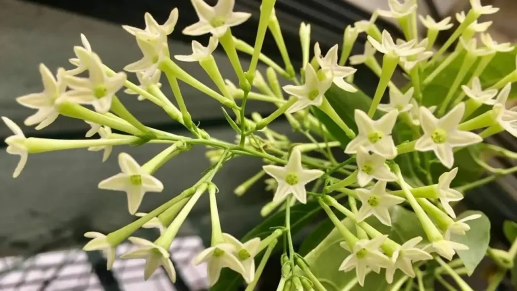 Enhance Your Garden with Raat Rani Flower Plant