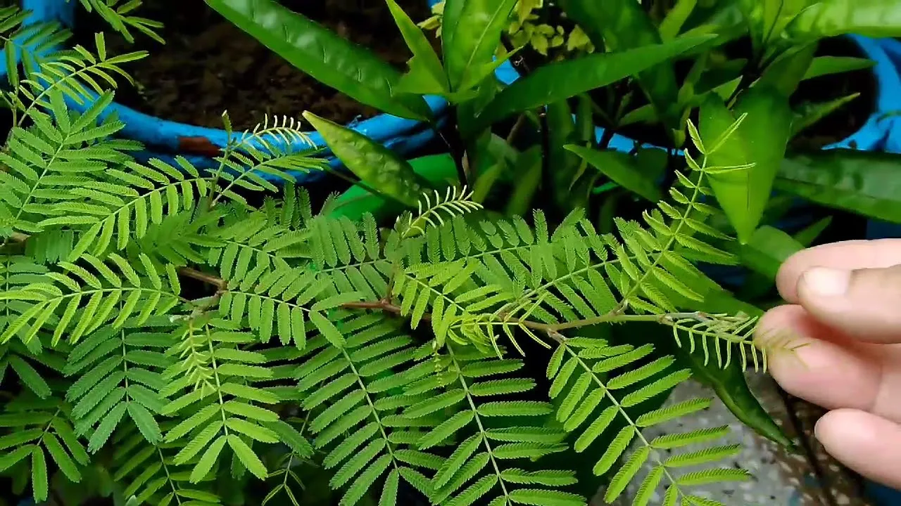 Indoor or Outdoor: Where Should You Place Your Sukh Shanti Plant?