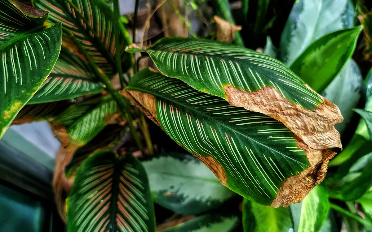 Common Indoor Plant Problems Solved by Home Plantscaping Services in Pune