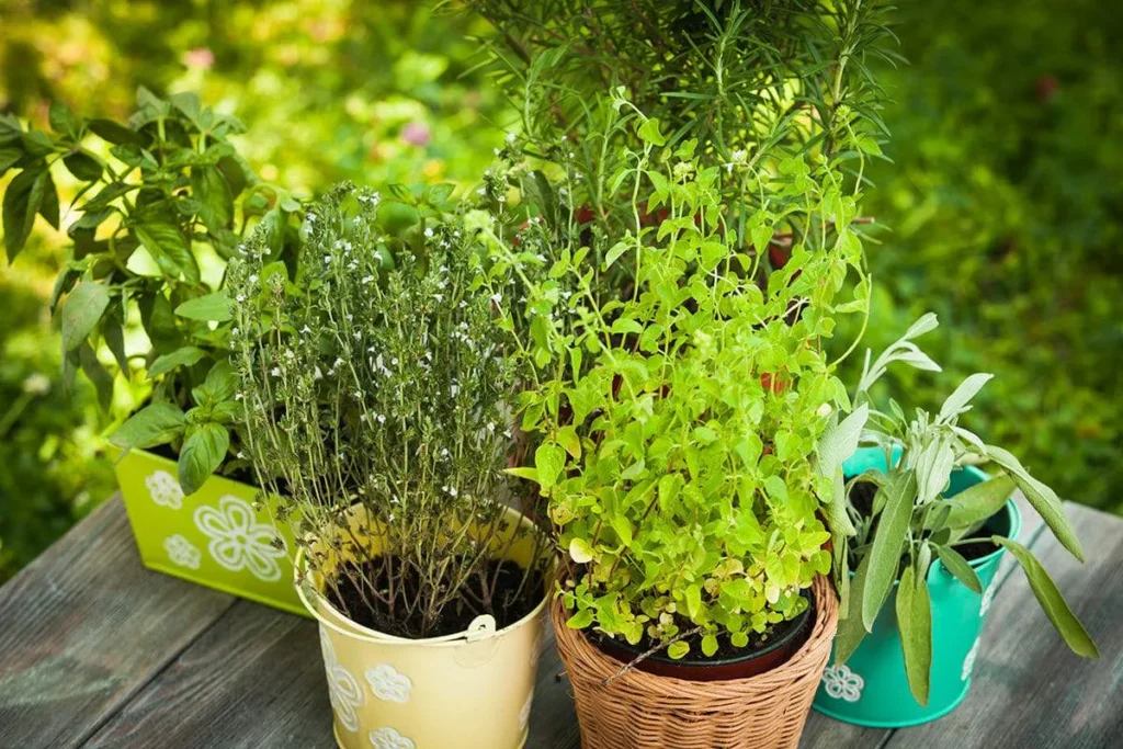 Herbal Garden Plants List for Pune