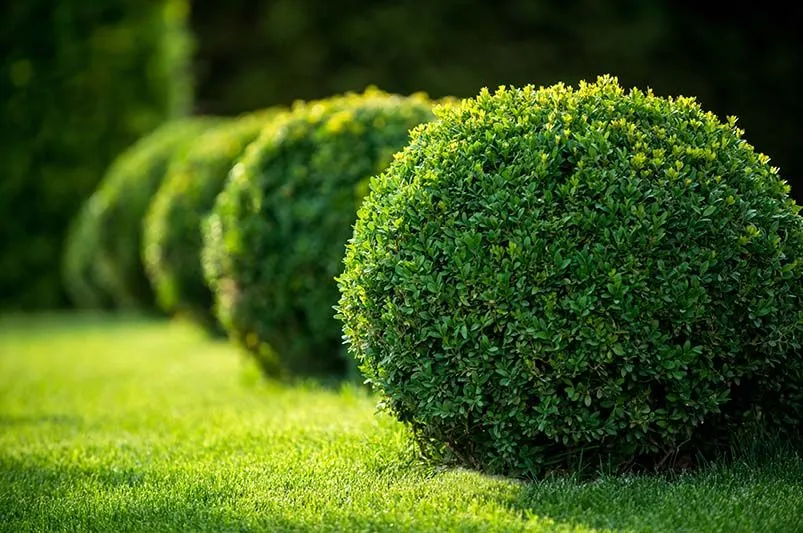 Best Plants for Hedges in India
