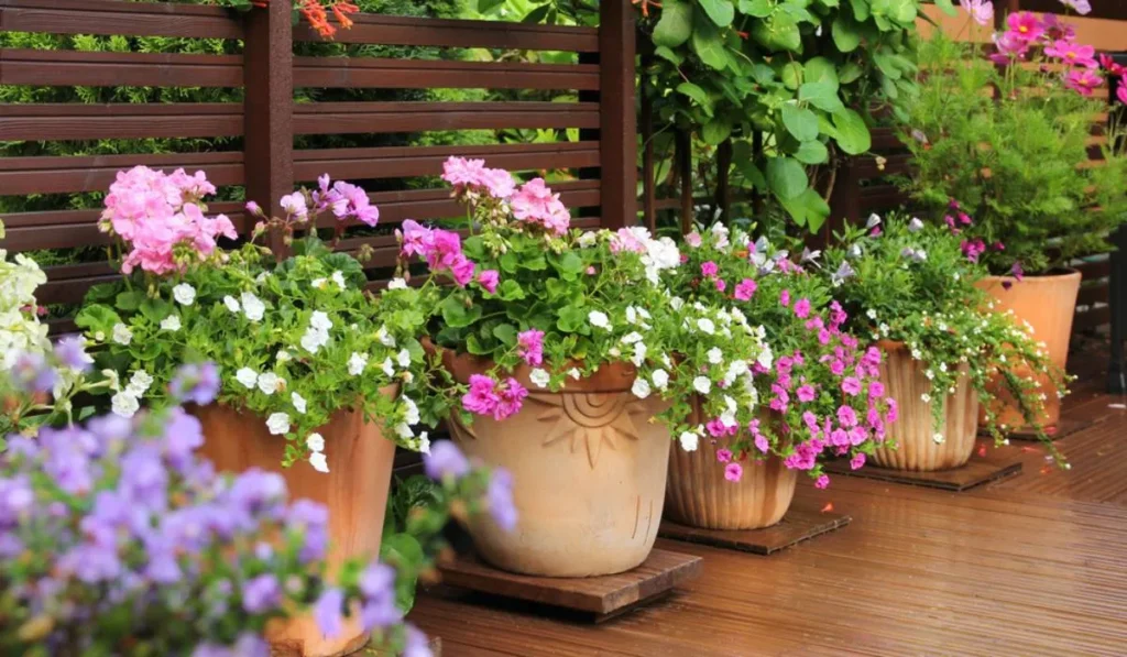 15 Decorative Plants for Garden - Interioforest