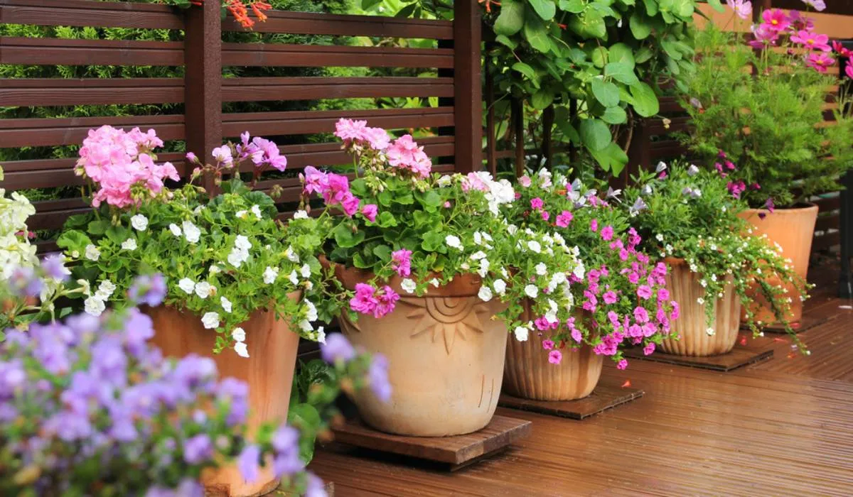 15 Decorative Plants for Garden - Interioforest