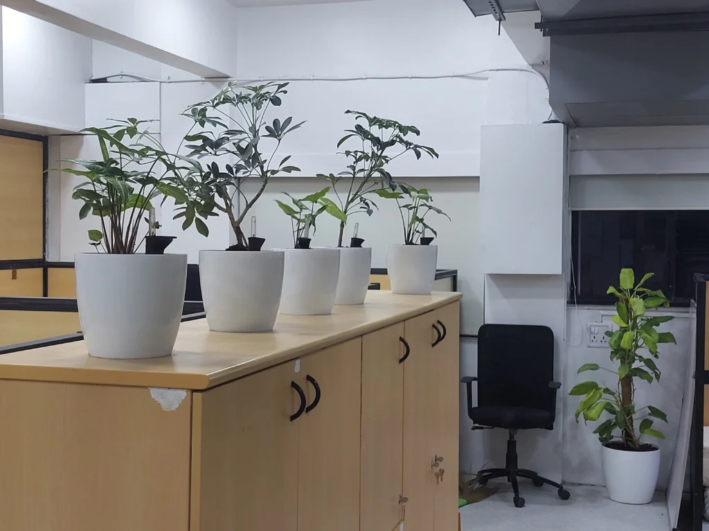 Plants on Rent in Mumbai with Professional AMC Services by Interioforest